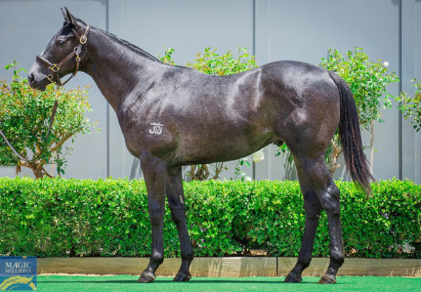Silva 'n' Suave was bred and sold by Bowness Stud for $62,000 at Magic Millions. 