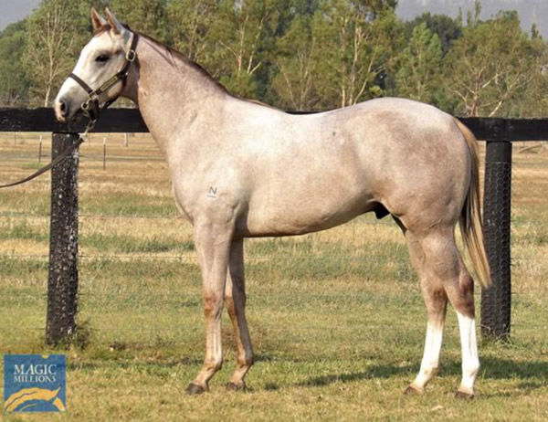 Silver Thorn as a yearling. 