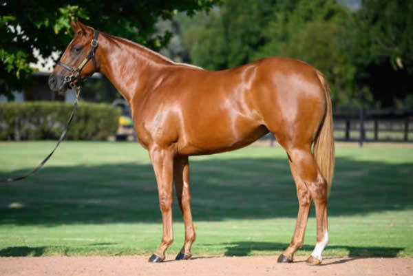 Silver Wedding sold for $800,000 at Inglis Easter.