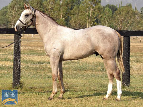 Silver Thorn a $260,000 Gold Coast Yearling