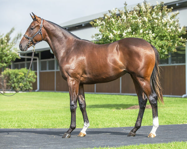 Sirius Legend Was Purchased For Just $80,000 From Arrowfield Stud's Easter Draft