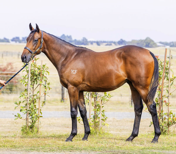 Siriously Hot was a $120,000 Inglis Premier purchase. 