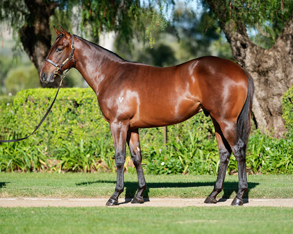 Sixties Was Purchased For $350,000 From The Inglis Easter Draft of Vinery Stud