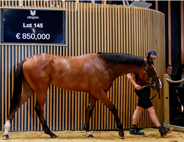 2023 Arqana Breeze Up Sale Topped by €1.2 million Siyouni Colt