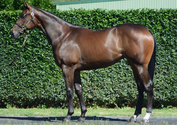 Skidamarink was a $1.2million Inglis Easter purchase