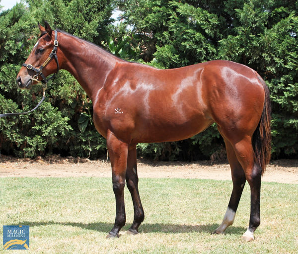 Skirt The Law a $170,000 Magic Millions yearling
