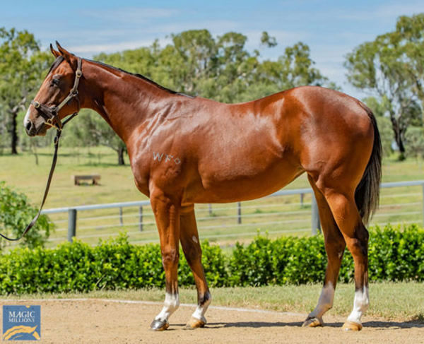 Sky on Fire was a $400,000 Magic Millions purchase.