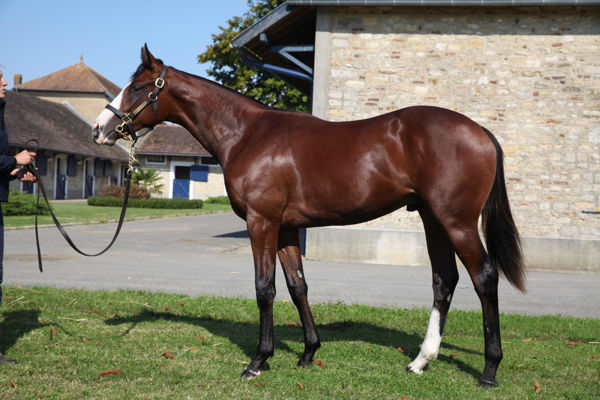 Skyward as a yearling (Tattersalls)