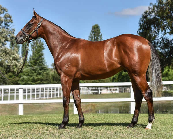 Smart Meteor a $50,000 Inglis Classic yearling