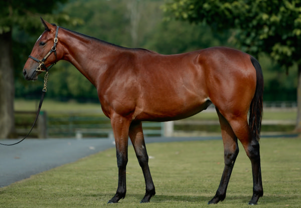 St Mark's Basilica filly that sold for 550,000 euros.