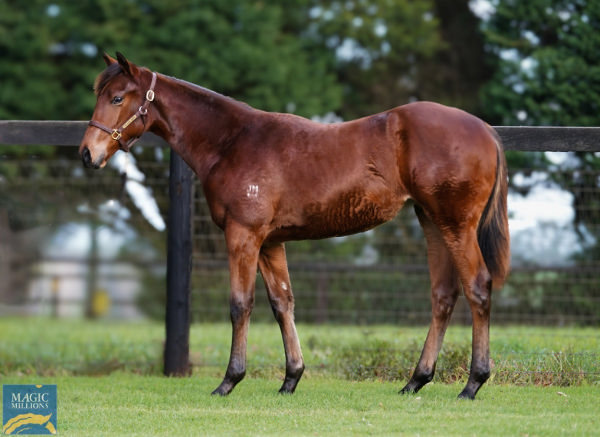 $105,000 St Mar's Basilica (Fr) filly from Kookie Gal (USA).
