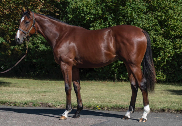 St Mark's Basilica colt from Longina sold for 950,000 guineas.