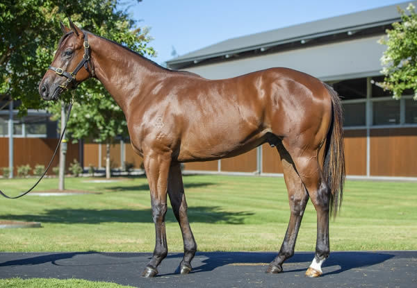 $700,000 St Mark's Basilic (Fr) colt from Mantra of Life (USA)