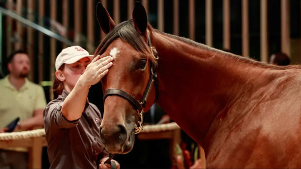 1.7million St Mark's Basilica filly from Prudenzia - image Arqana / Zuzanna Lupa 