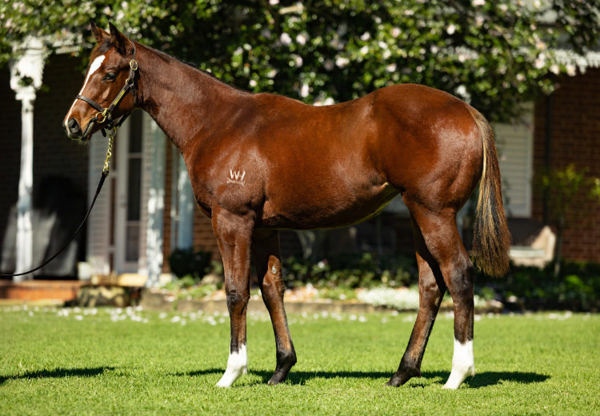 $200,000 St Mark's Basilica (FR) filly from Tender.