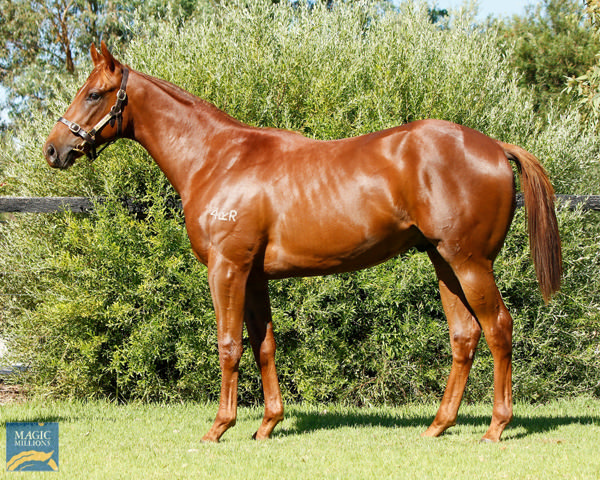 Smooth Chino was a $40,000 MM Perth yearling purchase.