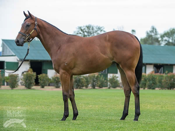 Snapdancer a $180,000 Magic Millions yearling
