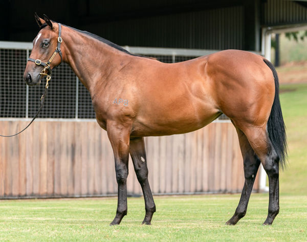 $475,000 Snitzel filly Amelia's la Bout 