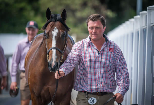 $1.7million Snitzel colt from Fashion Faux Pas (USA) - image Magic Millions