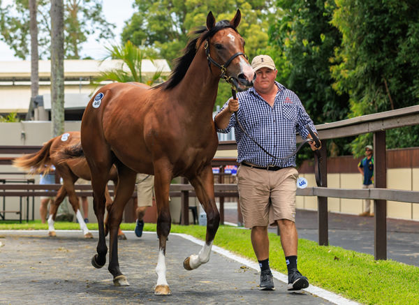 $1.1 million Snitzel colt from Super Cash - image Grant Courtney