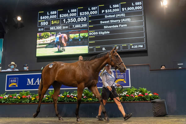 The day's top selling filly by Snitzel from Sweet Sherry.