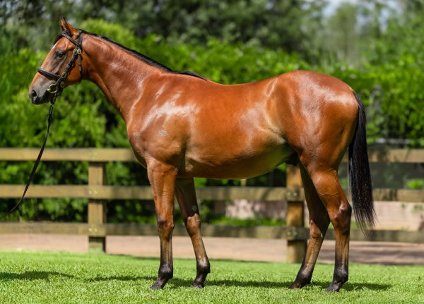 $625,000 Snitzel colt from Toffee Tongue (NZ).