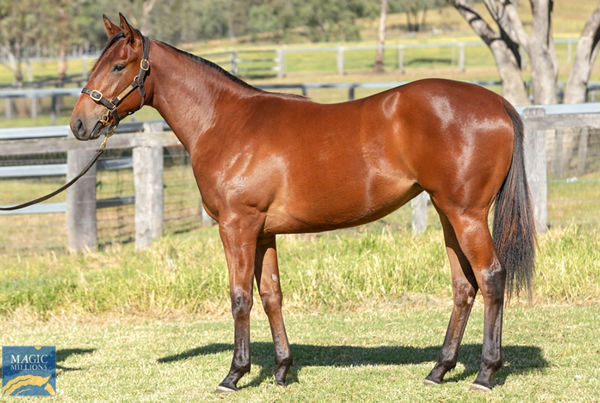 $950,000 Snitzel filly from Sepoy mare Acqume.