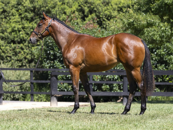 $650,000 Snitzel filly from Charleston Dancer sold by Blue Gum Farm.