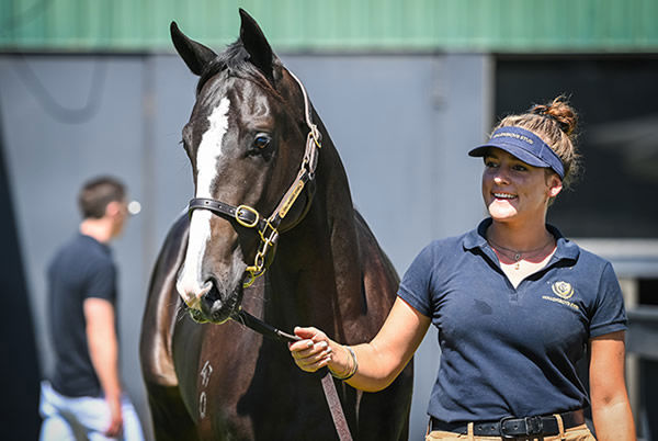 $300,000 Snitzel colt topped day 1 at Magic Millions Adelaide.