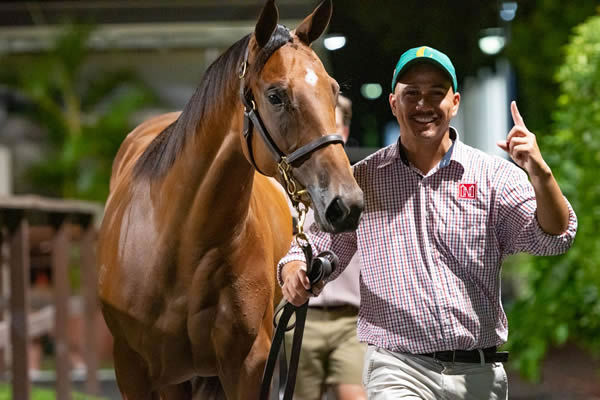 Another million dollar yearling for Newgate, the Sntizel  filly from Divine Centuri.
