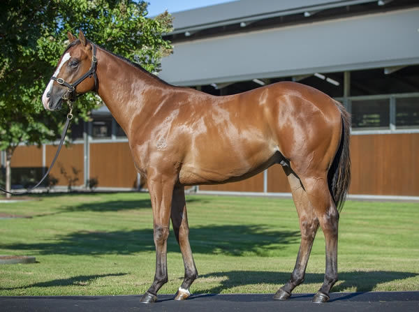 $1million Snitzel colt from Dream Date.