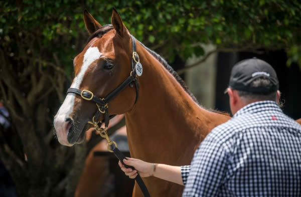 $1million Snitzel colt from Dream Date - image Magic Millions