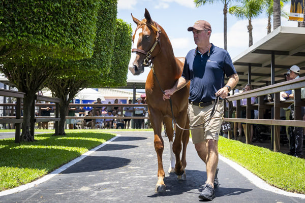 $1.5million Snitzel colt from Embrace Me.