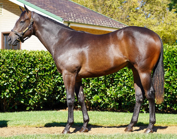 $700,000 Snitzel cotl from English goes to Te Akau Racing.