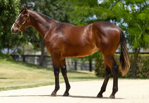 $1.7million Snitzel colt from Fashion Faux Pas (USA).