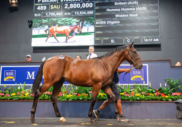 $2.8million Snitzel colt from Humma Humma.