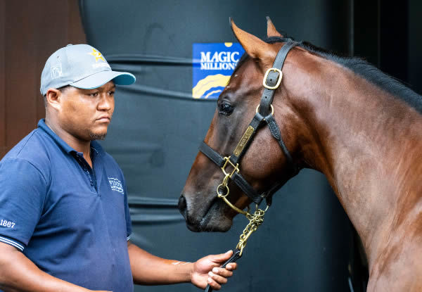 $2.8million Snitzel colt from Humma Humma - image Magic Millions