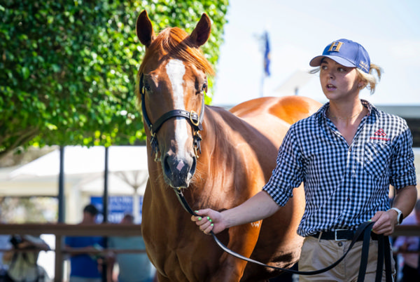$1.5million Snitzel colt from Iffranesia (Fr).