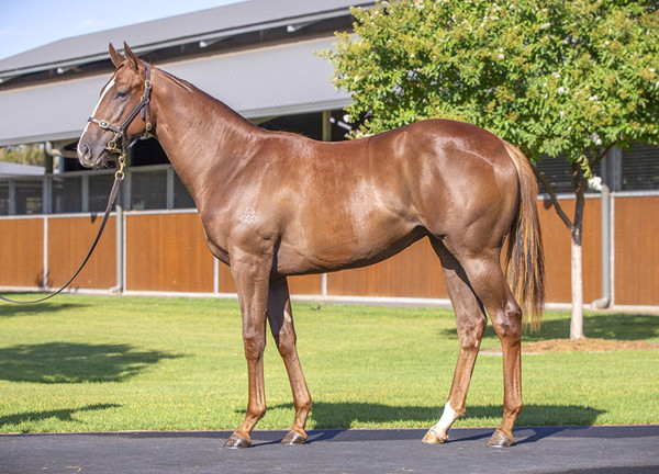 Yearling full sister to Caffe Florian headed to MM as Lot 504