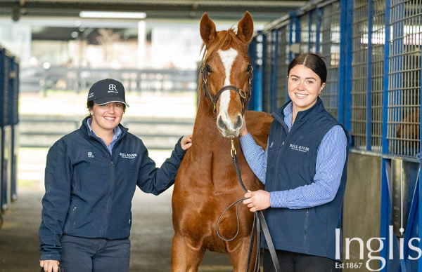 5,000 Snitzel Colt Tops Inglis Great Southern | Breednet