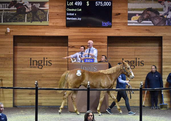 $575,000 Snitzel colt from Members Joy topped the sale.