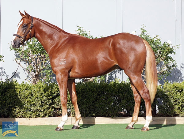 Snitzel colt from Purple Blood, click to see his page.