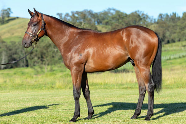 $550,000 Snitzel colt from Reply Churlish 