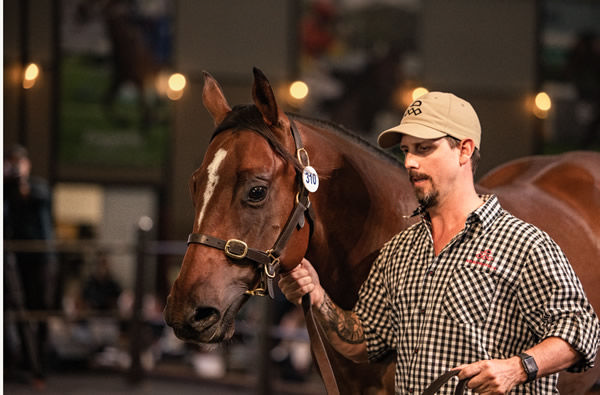 Snitzel colt from Response, a mare whose six yearlings sold at auction have averaged over $1million! - image Inglis