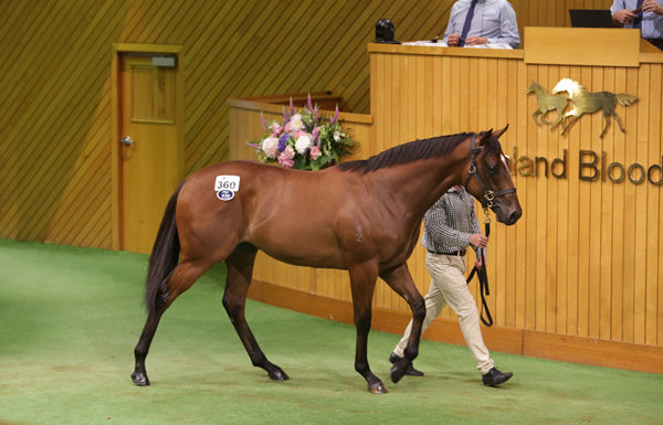 Lot 360, the Snitzel – Rondinella colt consigned by Haunui Farm. Photo: Trish Dunell