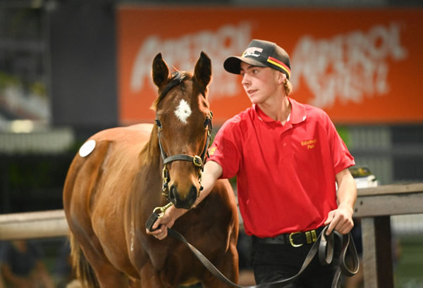 $480,000 Snitzel filly from Serena Bay - image MM