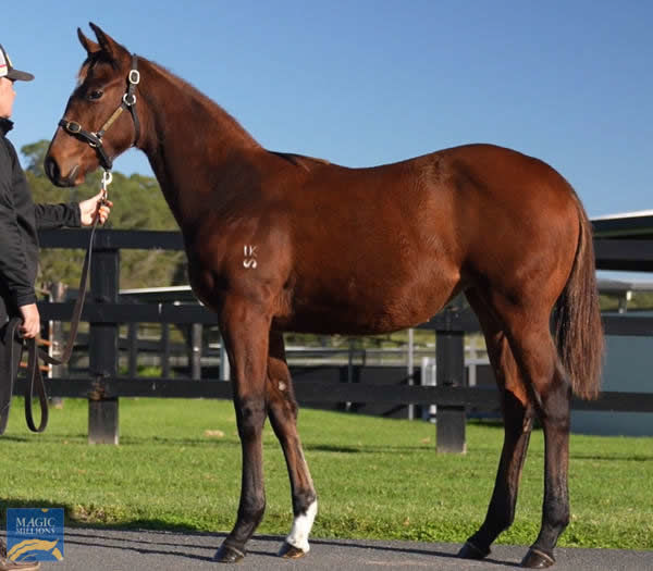 The Snitzel x Serena Bay made $480,000 as a weanling. 