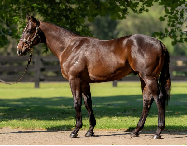 $850,000 Snitzel colt from Villami.