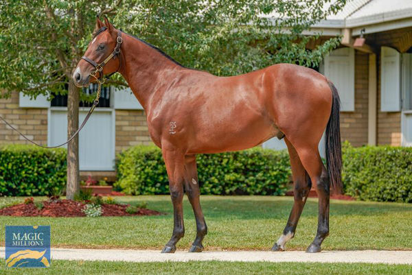 This Snitzel half brother to Vega One sold for $800,000 on Friday