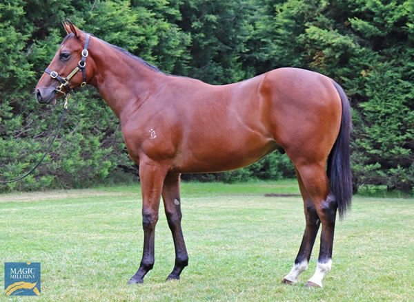 Fastnet Rock x Star Of Sydney colt in the Lime Country draft at Magic Millions Gold Coast